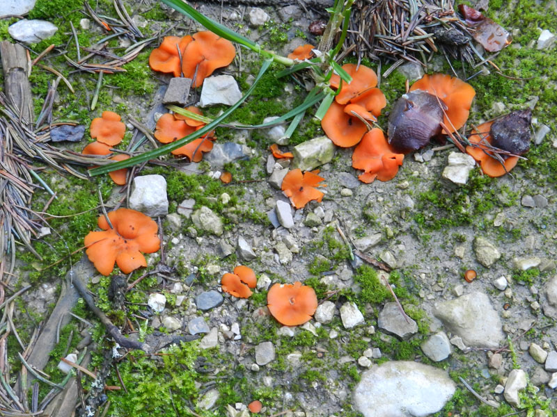 funghetti arancioni strani